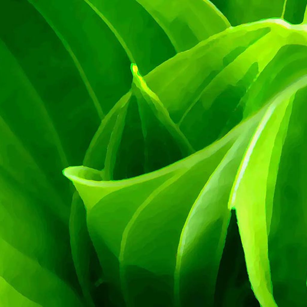 A close up of a leaf.