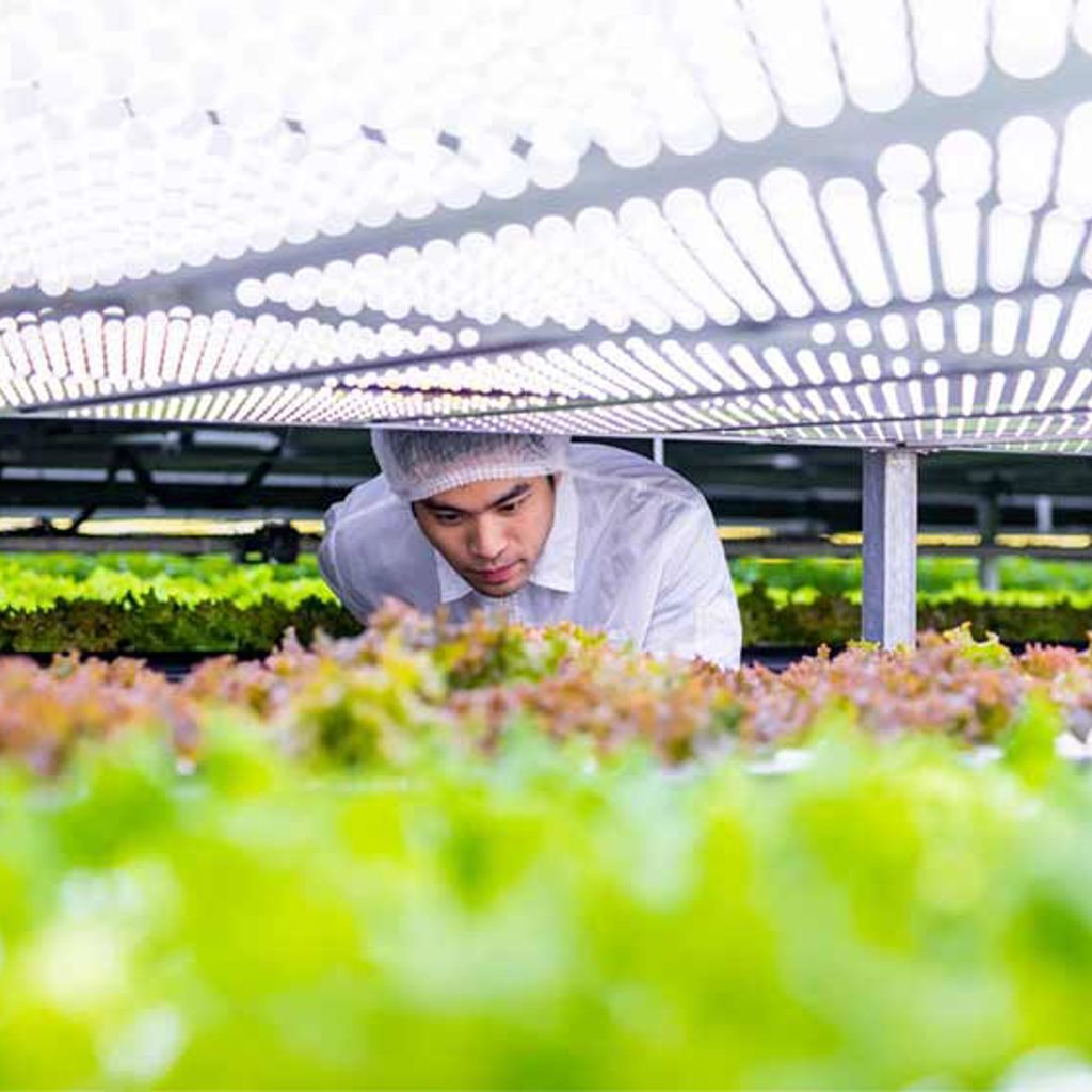Man tending crops in a greenhouse